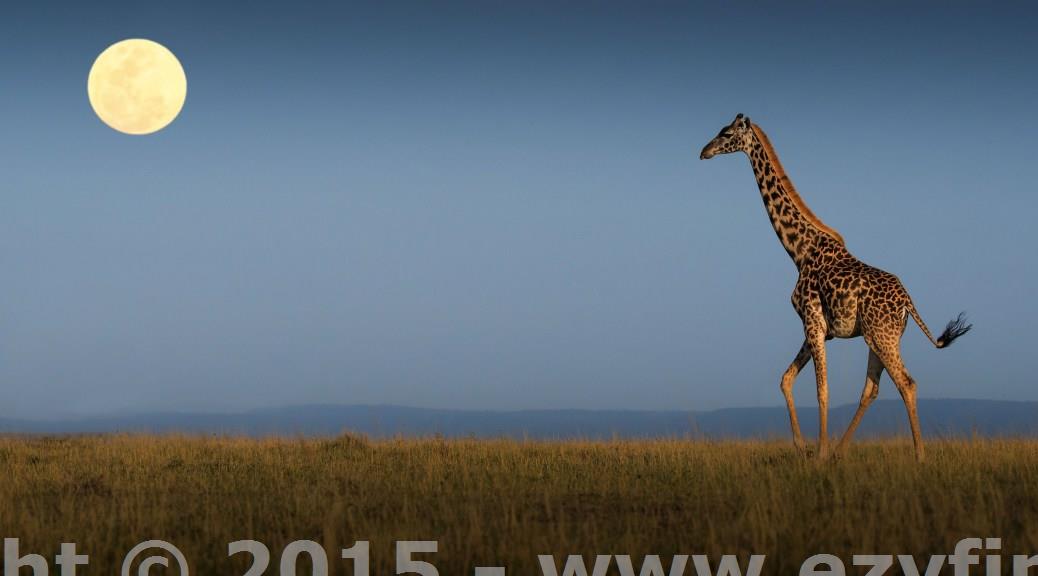 Spectacular Photography