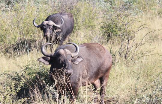Authentic Bush Wedding