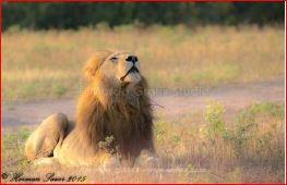 Passionate Design and Creativity