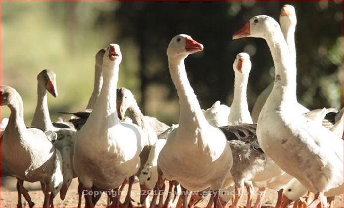 Conferencing in Lush Surroundings