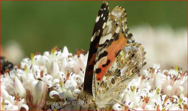 Conferencing in Lush Surroundings