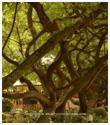 Majestically grand for a memorable wedding